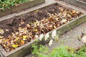 Höstfint i trädgården - Lägg löv i rabatten