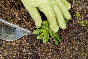 Ogräsrensa och få höstfint i trädgården