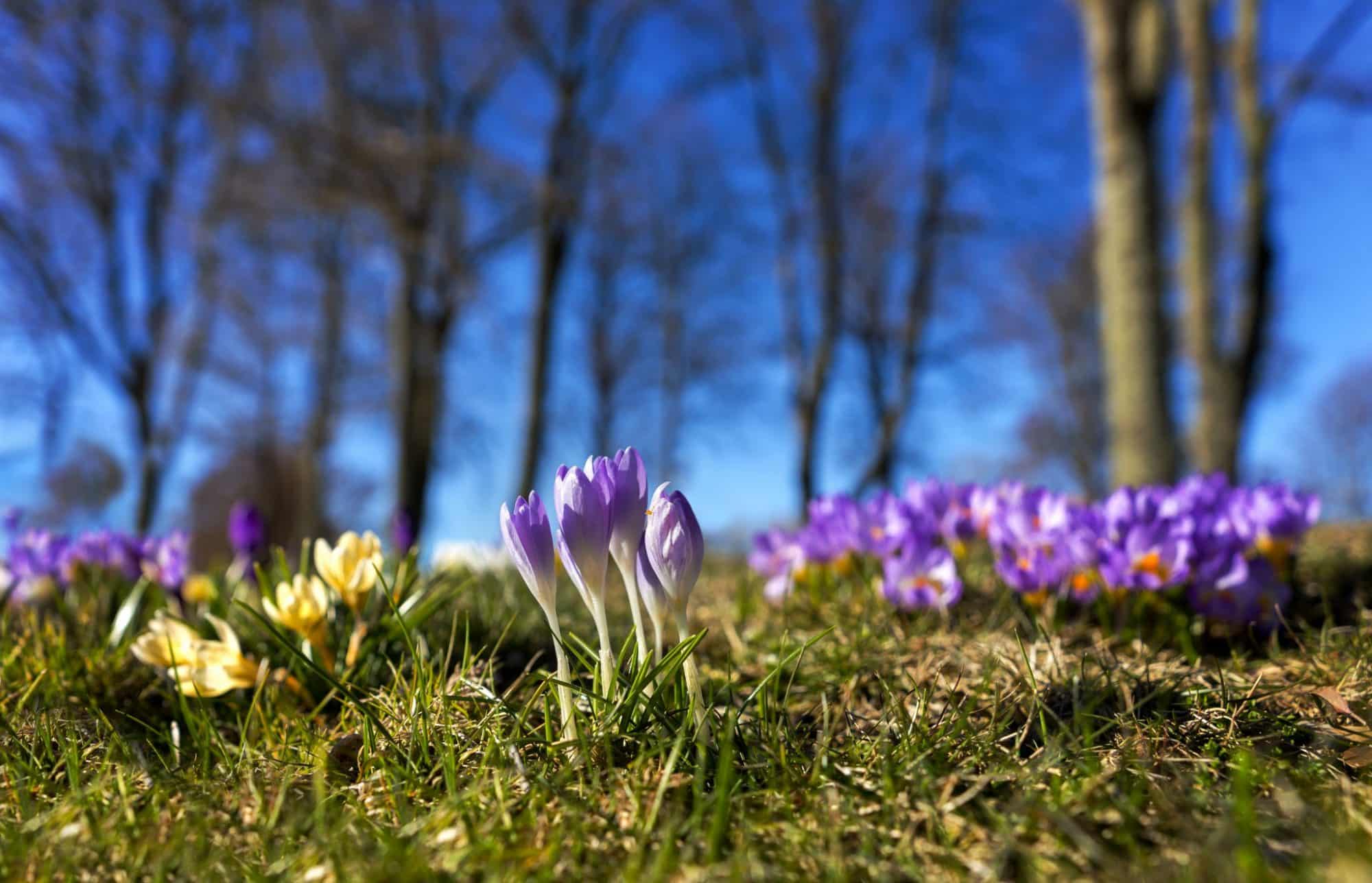 Så förbereder du trädgården inför våren